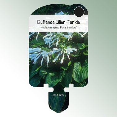 Image of perennial labels Hosta plant. 'Royal Standard' Fragrant lily funkia