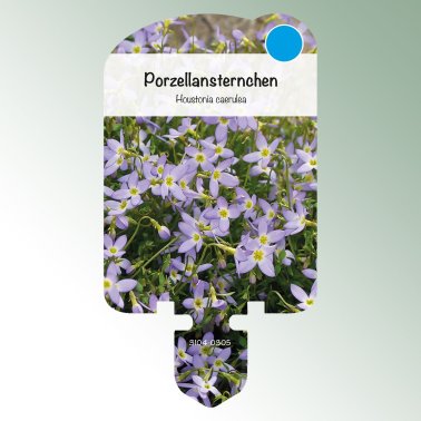 Bild Klisteretiketter perenner Houstonia caerulea Porslinsstjärna