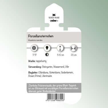 Bild Klisteretiketter perenner Houstonia caerulea Porslinsstjärna