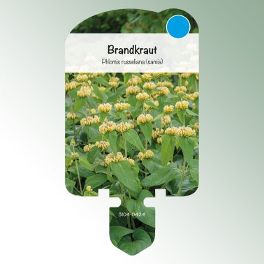 Bild Stecketiketten Stauden Phlomis russeliana (samia) Brandkraut