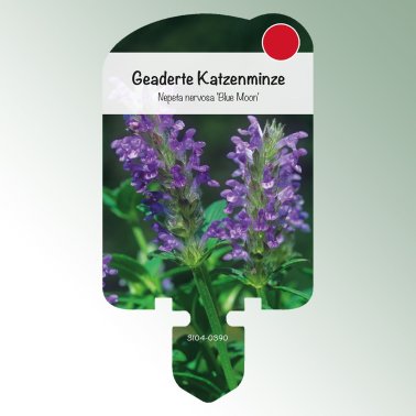 Bild Stecketiketten Stauden Nepeta nervosa 'Blue Moon' Geaderte Katzenminze