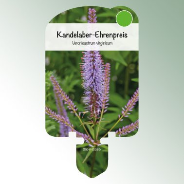 Bild Stecketiketten Stauden Veronicastrum virginicum Kandelaber-Ehrenpreis