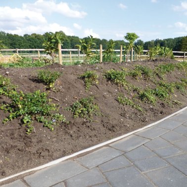 Rasenkante / Beetbegrenzung Aluminiumprofil Limaflex®120, 12 x 250 cm