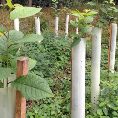 TUBEX Ventex Wuchshülle, 120 cm, 60 Stück