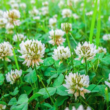 Kiepenkerl white clover, 1 kg