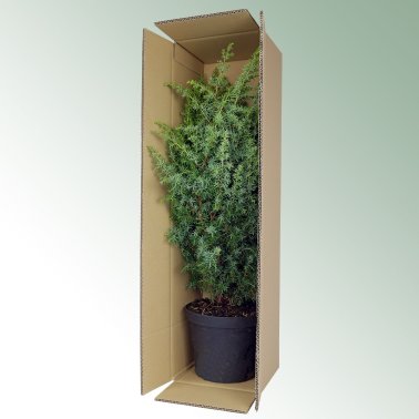 Pflanzenversandkarton K53, 74 x 20 x 17 cm, 20 Stück