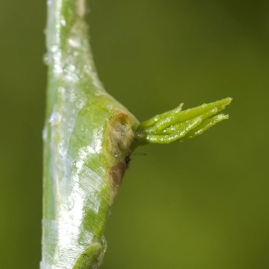 Medifilm Veredlungsband, 35 m