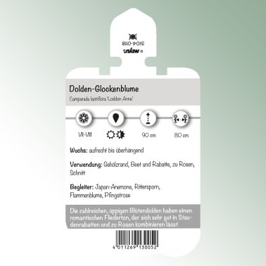 Image Étiquettes à piquer Plantes vivaces 'Loddon Anne' Campanule en ombelle