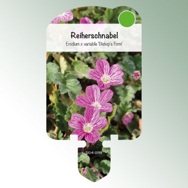 Image vignettes vivaces Erodium x var. 'Bishop's Form' bec de héron