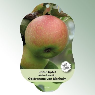 Bild Hängeetiketten Comfort Malus domestica Apfel Goldrenette von Blenheim