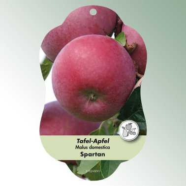 Bild Hängeetiketten Comfort Malus domestica Apfel Spartan