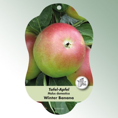 Bild Hängeetiketten Comfort Malus domestica Apfel Winterbananenapfel
