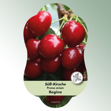 Bild Hängeetiketten Comfort Prunus avium Süß-Kirsche Regina
