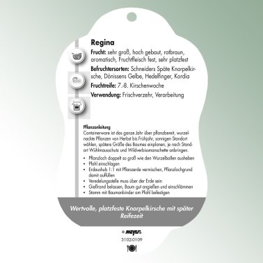 Bild Hängeetiketten Comfort Prunus avium Süß-Kirsche Regina