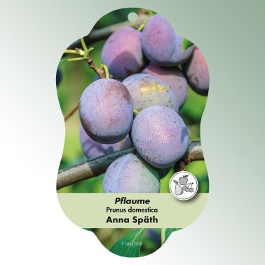 Bild Hängeetiketten Comfort Prunus domestica Pflaume Anna Späth