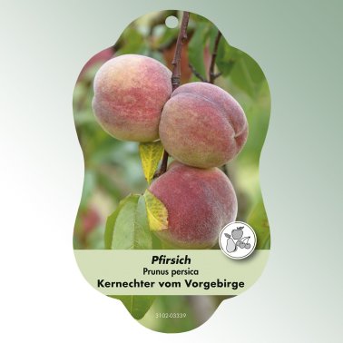 Bild Hängeetiketten Comfort Prunus persica Pfirsich Kernechter vom Vorge.