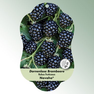 Bild Hängeetiketten Comfort Rubus fruticosus Dornenlose Brombeere Navaho®