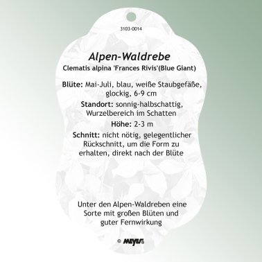 Image Hanging labels Comfort Clematis alpina 'Frances Rivis'(Blue Giant)