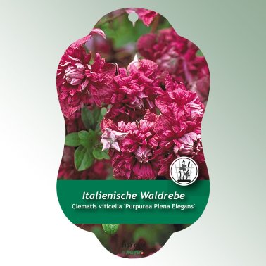 Bild Hängeetiketten Comfort Clematis viticella 'Purpurea Plena Elegans'
