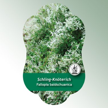 Image Hanging labels Comfort Fallopia baldschuanica syn. Polygonum aubertii