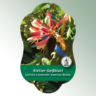 Bild Hängeetiketten Comfort Lonicera x heckrottii 'American Beauty'