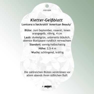 Bild Hängeetiketten Comfort Lonicera x heckrottii 'American Beauty'