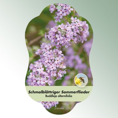 Bild Hängeetiketten Laub Buddleja alternifolia Schmalblättriger Sommerflieder