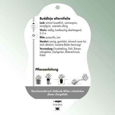 Bild Hängeetiketten Laub Buddleja alternifolia Schmalblättriger Sommerflieder