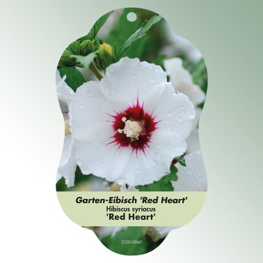 Bild Hängeetiketten Laub Hibiscus syriacus 'Red Heart'
