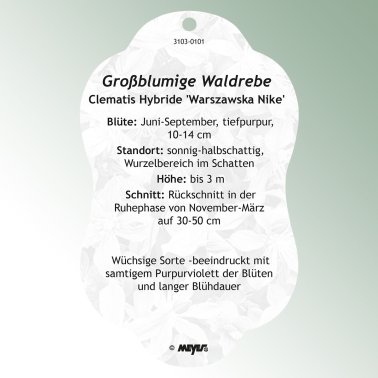 Image Hanging labels Comfort Clematis Hybride 'Warszawska Nike'