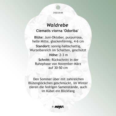 Bild Hängande etiketter Comfort Clematis viorna 'Odoriba'