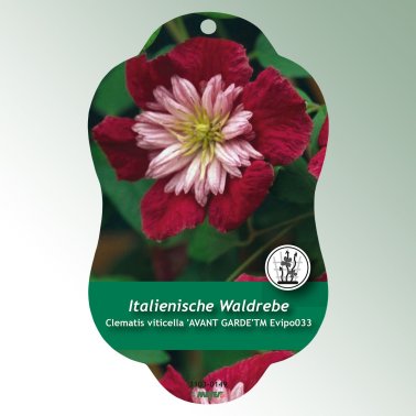 Bild Hängande etiketter Comfort Clematis viticella 'AVANT GARDE'TM Evipo033