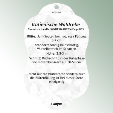 Bild Hängande etiketter Comfort Clematis viticella 'AVANT GARDE'TM Evipo033