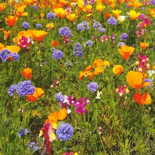 Heinzelmännchen Langlebig mehrjährig, 1 kg