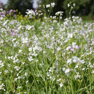Kiepenkerl Oil radish, 1 kg