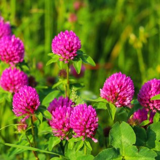 Kiepenkerl Red clover, 1 kg