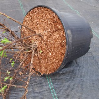 Containermulch TerrAktiv, 70 l