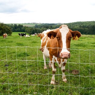 Knotengeflecht Crapal® 130 cm, 18/15, 50 m