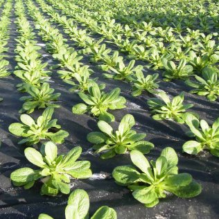 GROWtect Mulchvlies MV50 g/m²