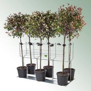 Tree&stamRack TRS mittel, 160 x 68 x 103 cm