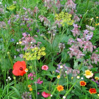Nützlingswiese einjährig, 500 g