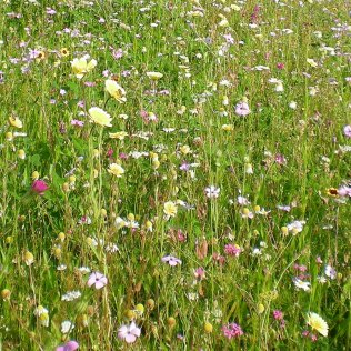 Reine Wildblumen- und Kräutermischung mehrjährig, 500 g