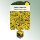 Bild Stecketiketten Stauden Alyssum Aurinia s. 'Goldkugel' Felsen-Steinkraut