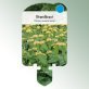 Bild Stecketiketten Stauden Phlomis russeliana (samia) Brandkraut