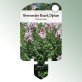 Image Stick-on labels perennials Dictamnus albus Burning bush, Diptam