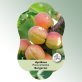 Bild Hängeetiketten Comfort Prunus armeniaca Aprikose Bergeron