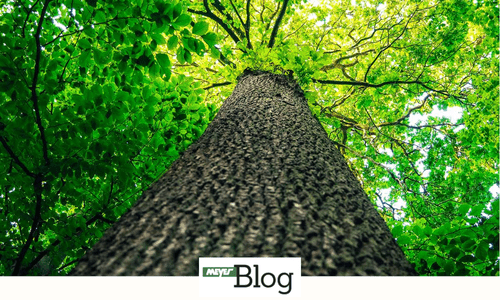 Blog-Altbaeume richtig bewaessern-Banner