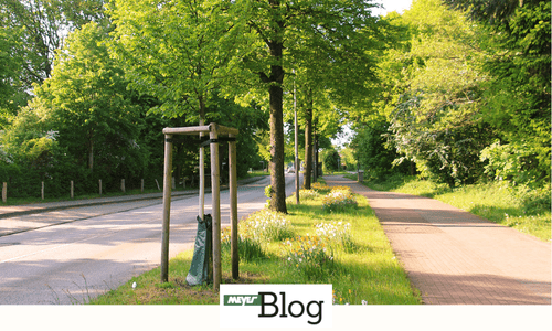 Blog-Baeume richtig anbinden-Banner